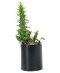 Mini Çiçek Saksı Küçük Sukulent Siyah Kaktüs Saksısı Düz Yuvarlak Model